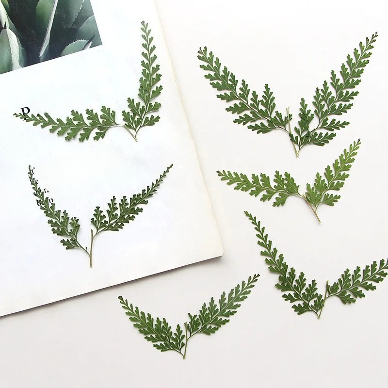 Photo Frame Baby - ธรรมชาติ Pressed Fern สาขา, ดอกไม้แห้ง DIY