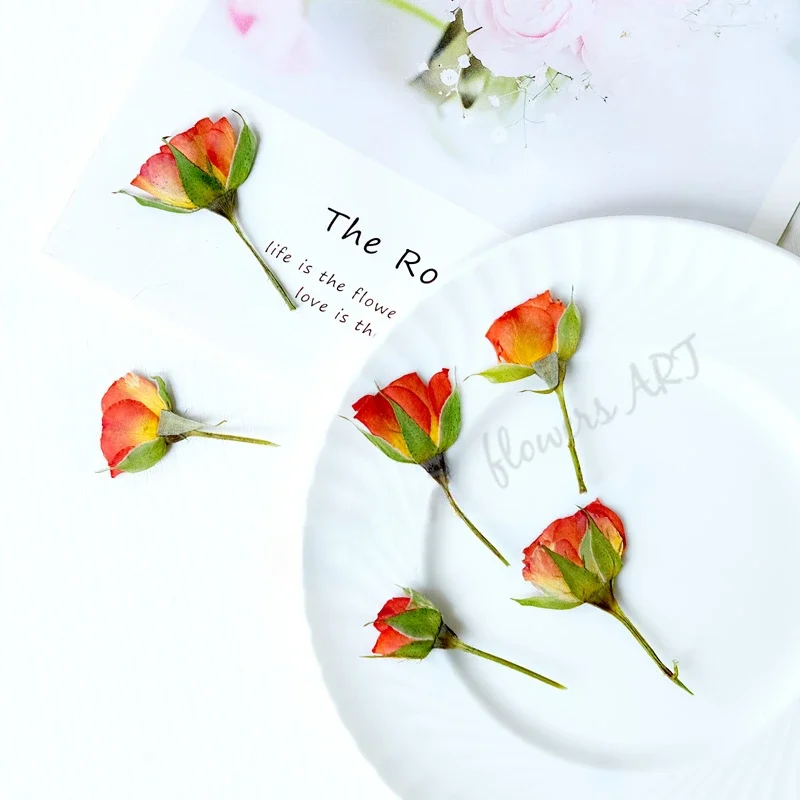 กลีบดอกกุหลาบอัดแห้ง DIY กรอบร - Photo Frame Baby บทวิจารณ์และราคา