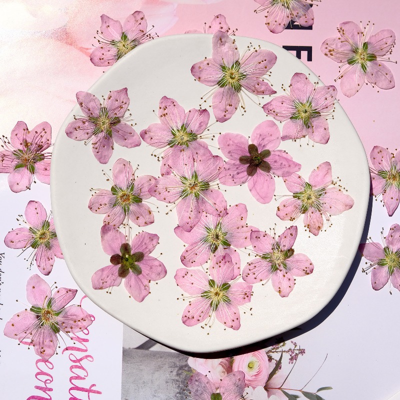 ดอกไม้แห้งกดอัดสีชมพูพีช ขนาด  - Photo Frame Baby บทวิจารณ์และราคา