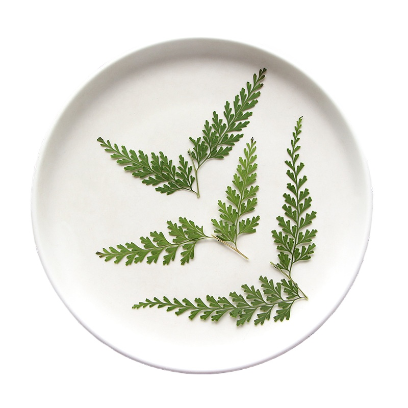 ธรรมชาติ Pressed Fern สาขา, ดอ - Photo Frame Baby บทวิจารณ์และราคา