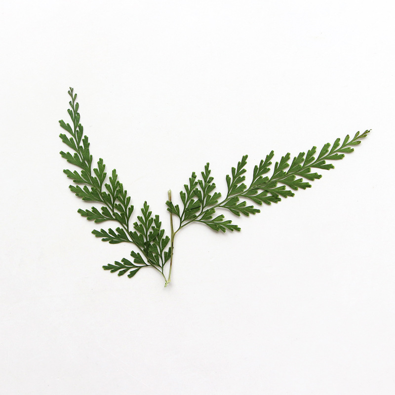 ธรรมชาติ Pressed Fern สาขา, ดอ - Photo Frame Baby บทวิจารณ์และราคา