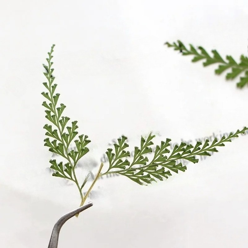 ธรรมชาติ Pressed Fern สาขา, ดอ - Photo Frame Baby บทวิจารณ์และราคา